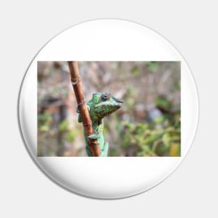 Female panther chameleon, Madagascar Pin