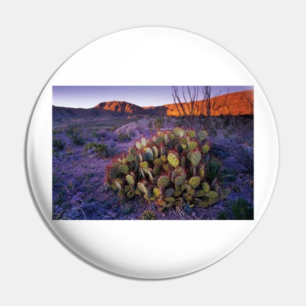 Opuntia In Chihuahuan Desert Landscape Big Bend National Park Pin by AinisticGina