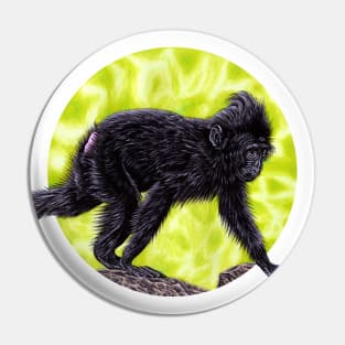 Baby Sulawesi crested macaque monkey Pin