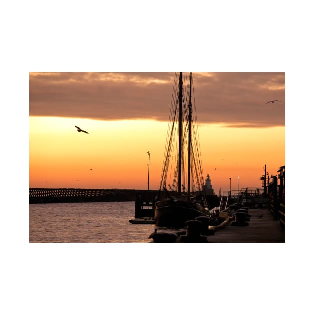 Several soaring seagulls at sunrise by Violaman