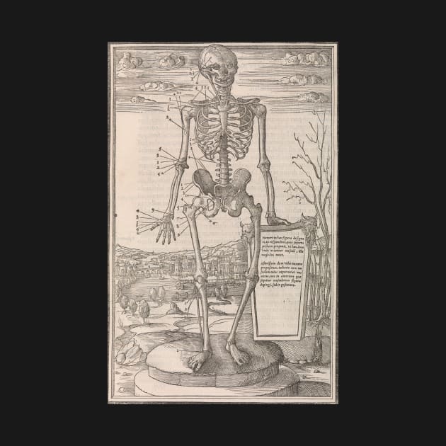 Anatomical skeleton illustration from De dissectione partium corporis humani libri tres published circa 1545 by artfromthepast