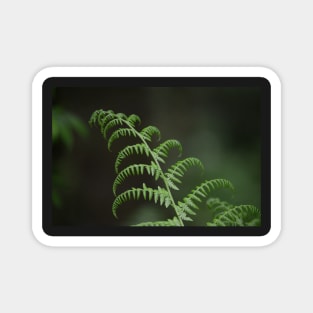 Fern- New Beginning Magnet