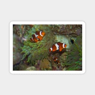 Canada. Vancouver, BC. Aquarium. Clown fish. Magnet