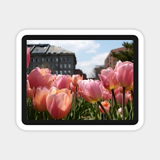 Pink Tulips in Boston Magnet