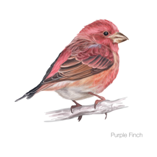 Purple Finch Detailed Bird Illustration Finch TShirt TeePublic