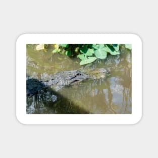 Alligator in wildlife preserve Magnet