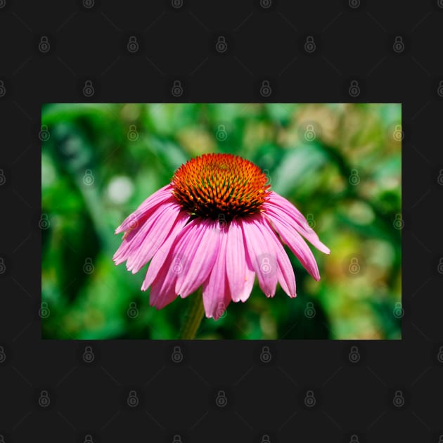 Echinacea Purpurea by jojobob