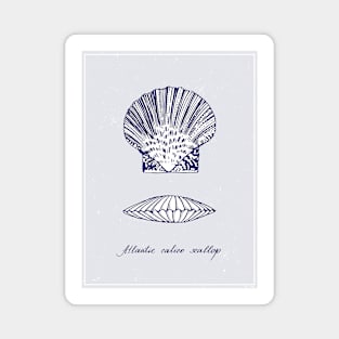 Atlantic Calico Scallop. Blue realistic sea life drawings. Magnet