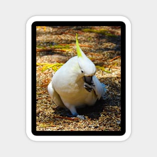 The Left footed cockatoo Magnet