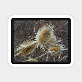 Thistles Magnet