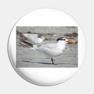 Royal tern Pin