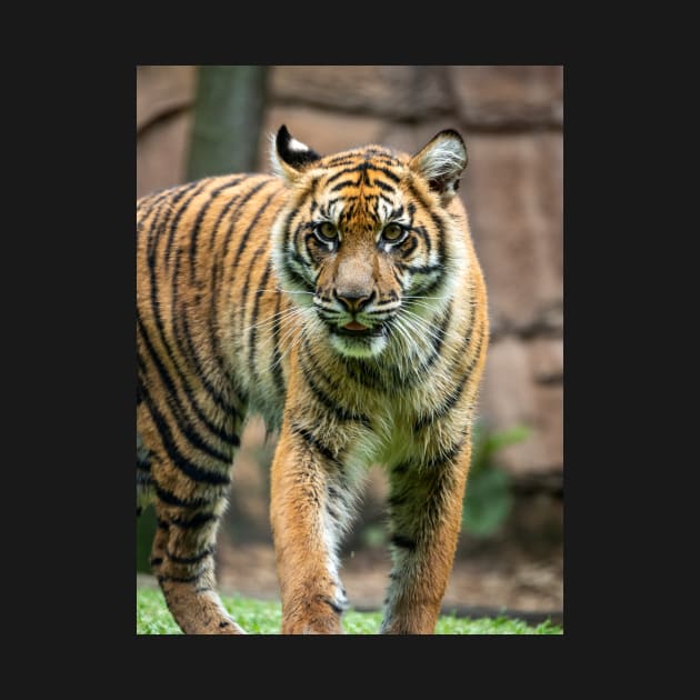 Eye To Eye With a Sumatran Tiger by AndrewGoodall