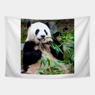 Giant Panda at Chongquing Zoo China Photograph Print Tapestry