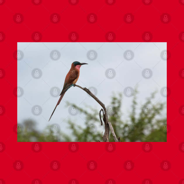 Southern Carmine Bee-Eater by yairkarelic