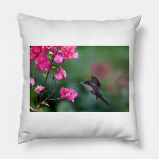 Magnificent Hummingbird Female Feeding At Flower Pillow