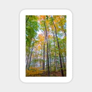 Autumn in the Tree Tops Magnet