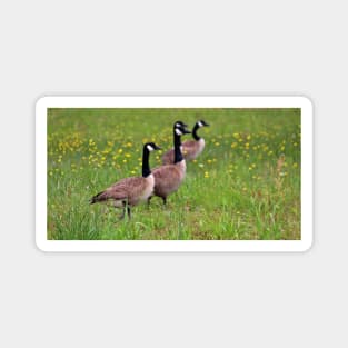 Geese In The Dandelions Magnet