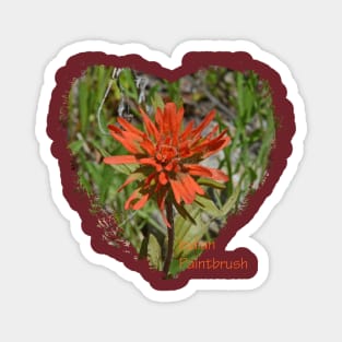 Indian Paintbrush Magnet