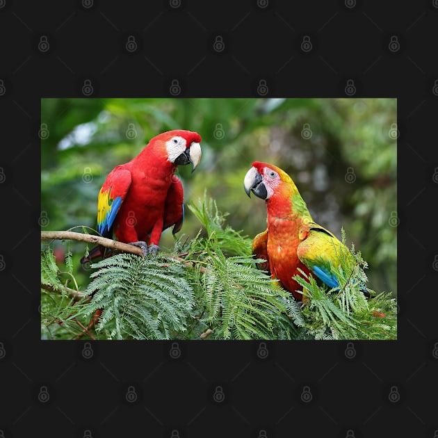 Scarlet Macaws - Costa Rica by Jim Cumming