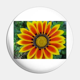 Gazania 2 Photography Pin