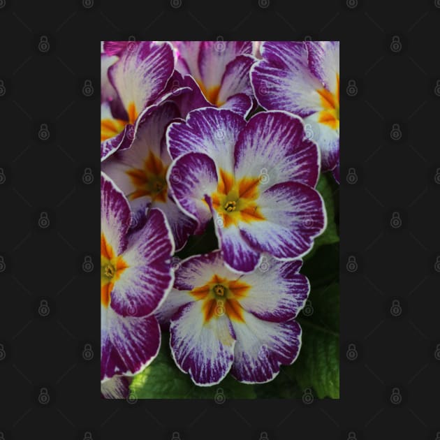 Primula  yellow violett by OVP Art&Design