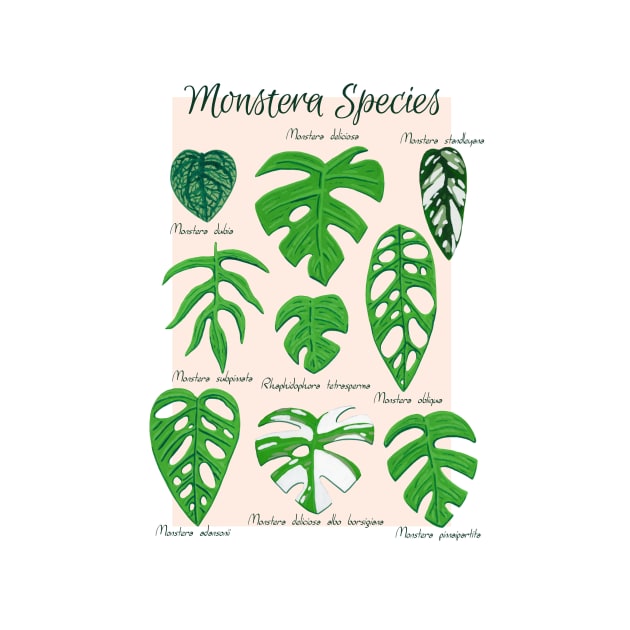 Monstera Species in Gouache- Coral by paintedpansy