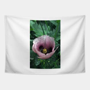 Pink Poppy Tapestry