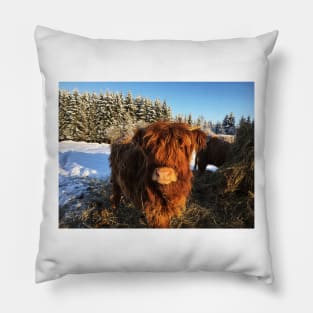 Scottish Highland Cattle Calf 1669 Pillow