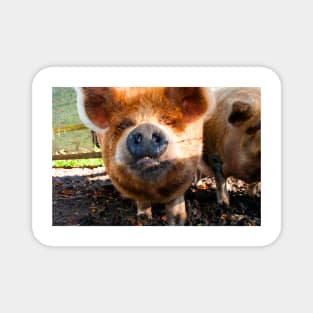 New Zealand Kunekune Pig Magnet