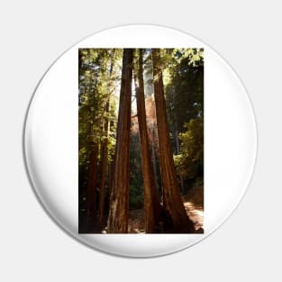 Muir Woods Pin