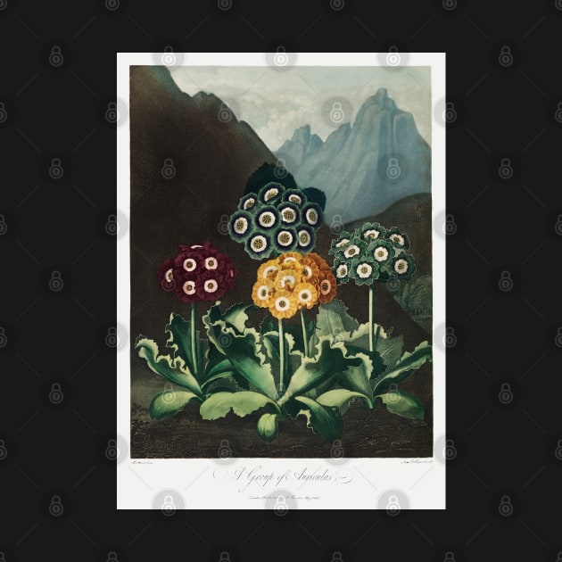 A group of Auriculas by Cleopsys