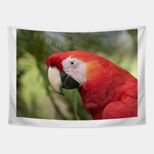 Scarlet Macaw - Costa Rica Tapestry
