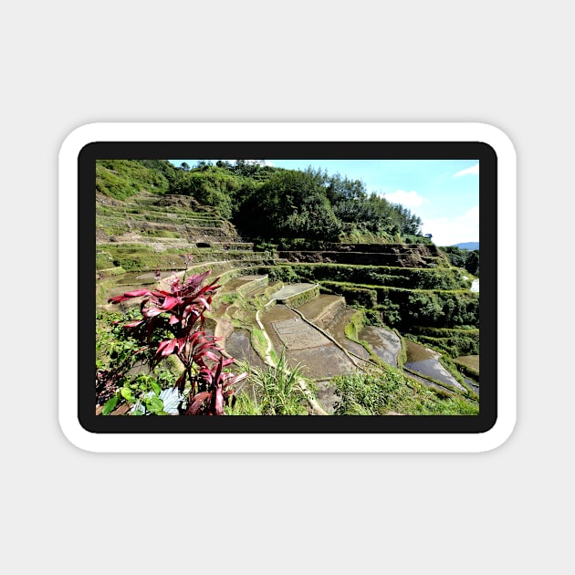 Rizières en terrasses Banaue, Philippines Magnet by franck380