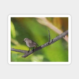 Redstart resting on a branch Magnet