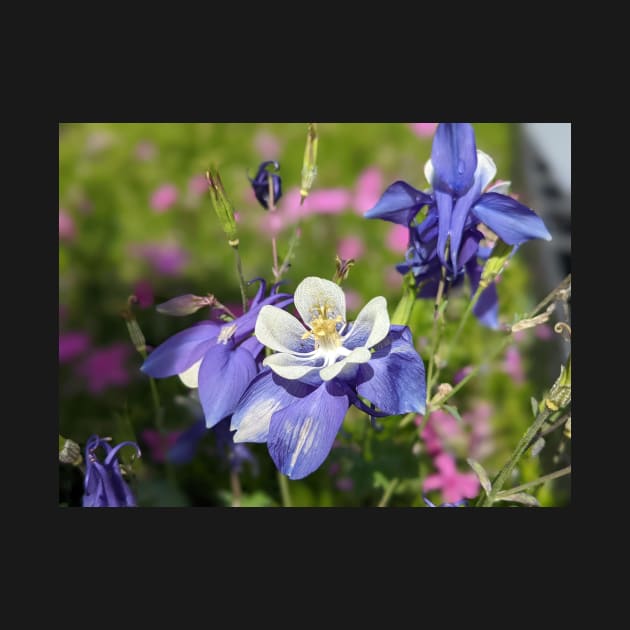 Rocky Mountain Columbine in Meadow by AustaArt