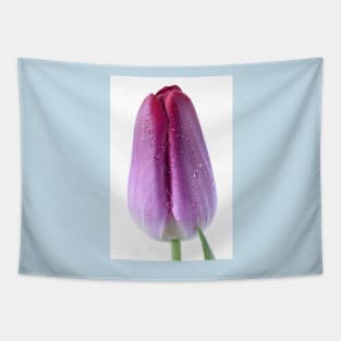 Tulipa  &#39;Pittsburg&#39;   Triumph Tulip Tapestry