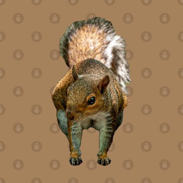 Grey Squirrel by dalyndigaital2@gmail.com