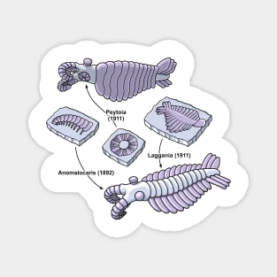 Anomalocaris Fossils Magnet