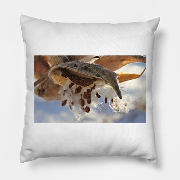 Milkweed Seed Pods in Winter Pillow by photoclique