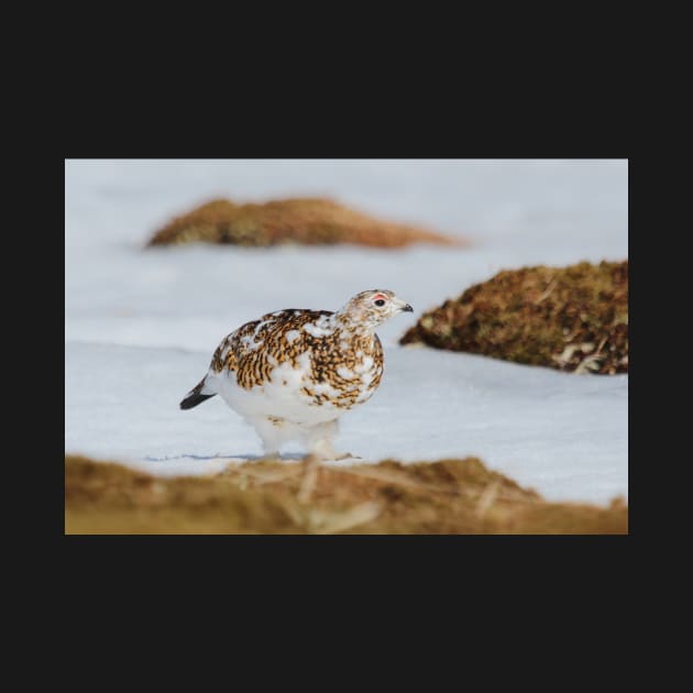 Ptarmigan by orcadia