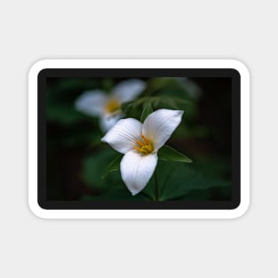 Group of trillium flowers Magnet