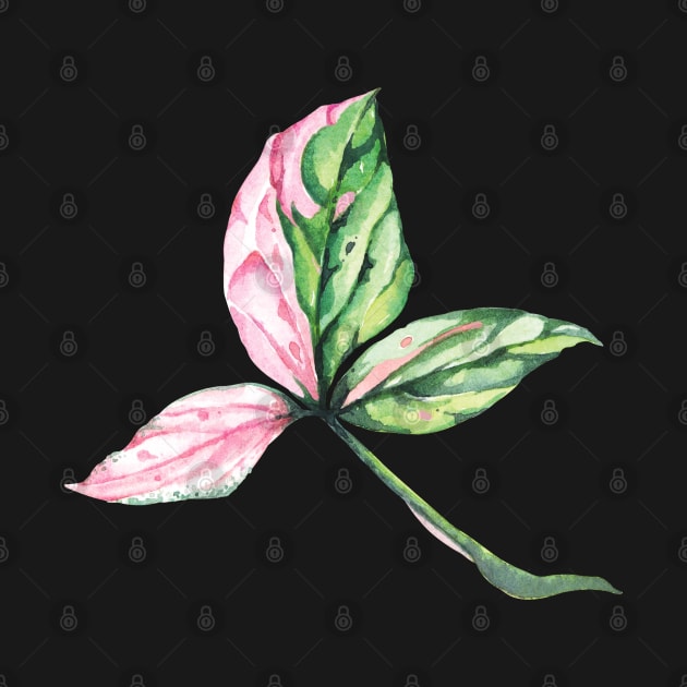 Syngonium Pink Splash Leaf by gronly