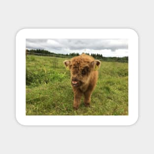 Scottish Highland Cattle Calf 1454 Magnet