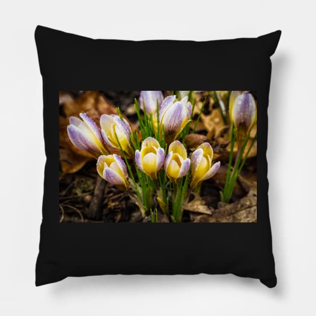 Spring Crocus 6 Pillow by Robert Alsop