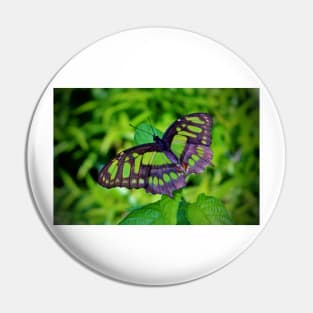 Green And Black Butterfly Pin