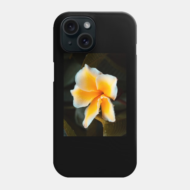 plumeria-flowers-frangipani-floral-blossom-petal-shirtyshirto-44 Phone Case by Shirty.Shirto