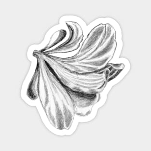 Amaryllis Flower Christmas Pencil Drawing Pattern Magnet