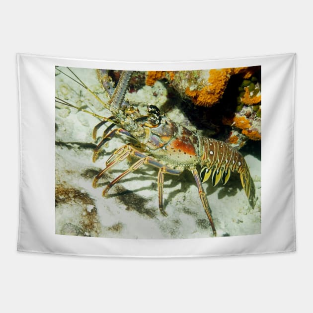 Caribbean Reef Lobster showing its beautiful colors Tapestry by Scubagirlamy