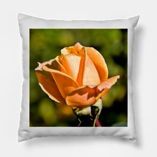 Peach Rose Bud Pillow