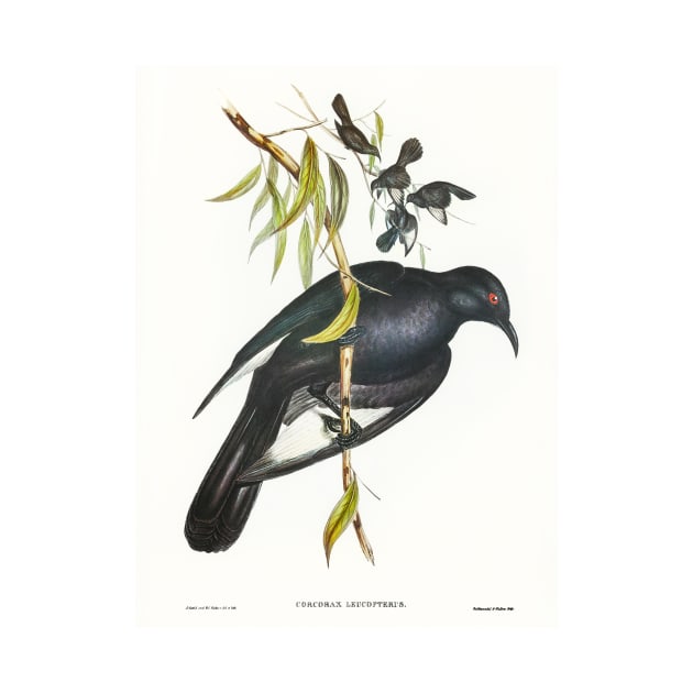 White-winged Chough by WAITE-SMITH VINTAGE ART